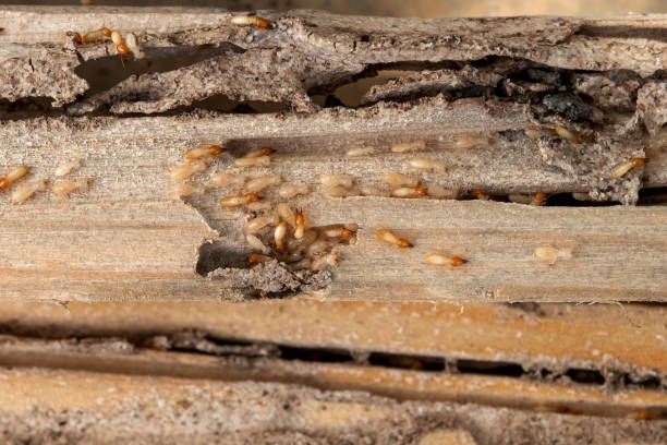 Best Exterminator Services  in Bluewell, WV